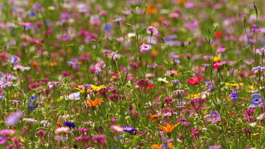 Blumenmeer by Patrick Jendrusch on 500px.com