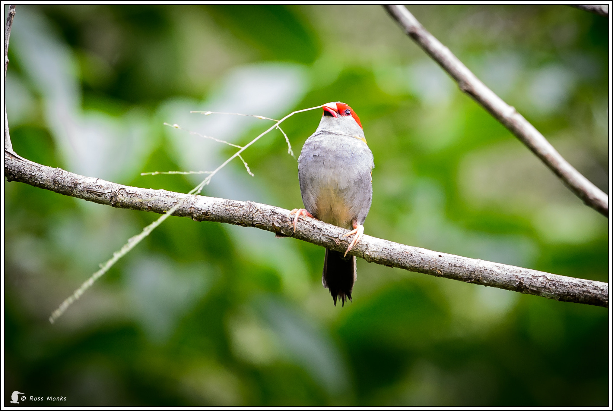 Nikon D4 + Nikon AF-S Nikkor 600mm F4G ED VR sample photo. Red-browed finch photography