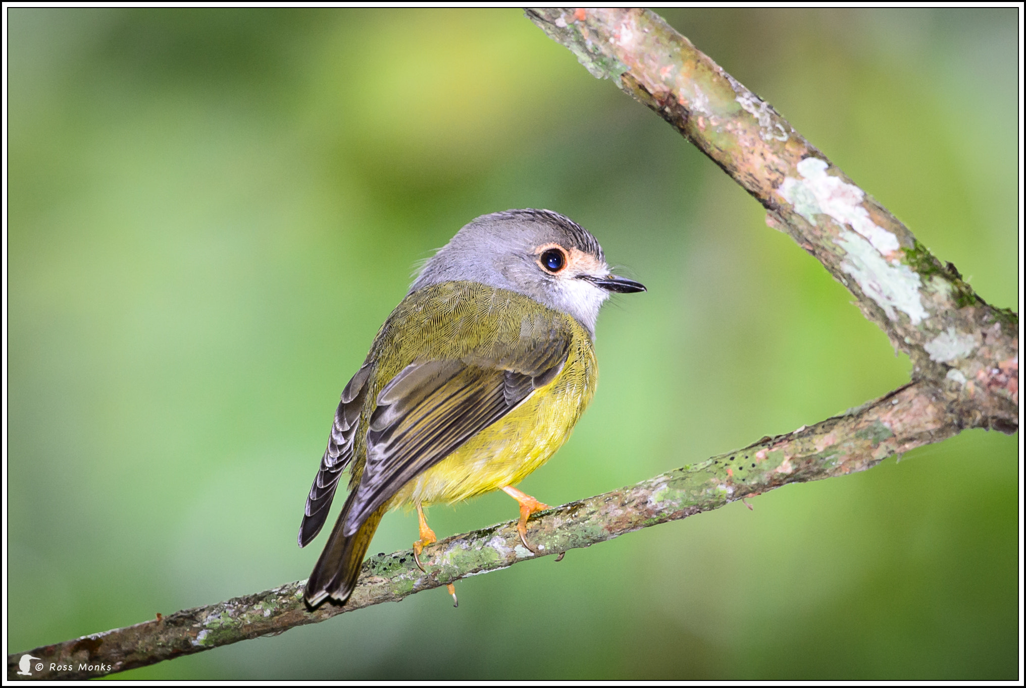 Nikon AF-S Nikkor 600mm F4G ED VR sample photo. Pale-headed robin photography