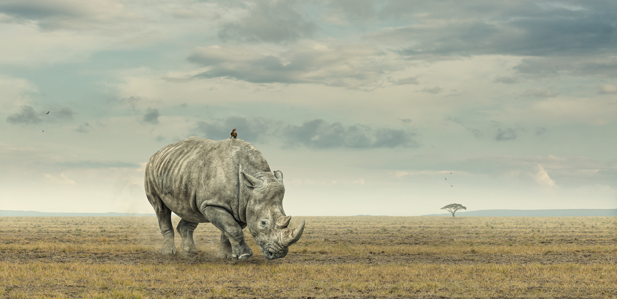 WISHING FOR RAIN: White Rhino on African Grassland by Glyn Dewis / 500px