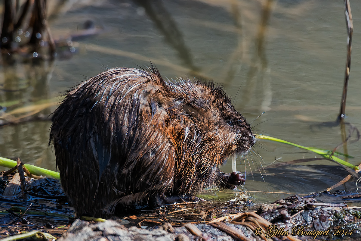 Muskrat_Rat musqué by Gilles Bousquet / 500px