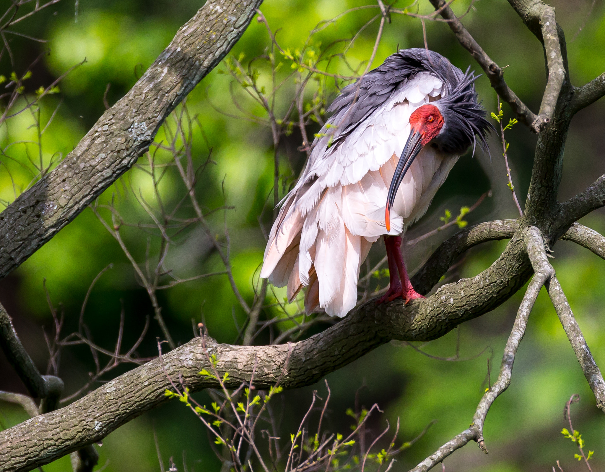 The Crested Ibis