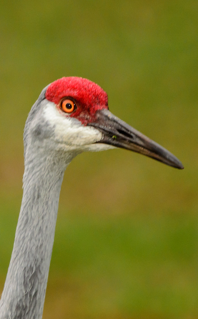 Sandhill Crane By Steve Burns Photography By 1 Ugly Biker   500px