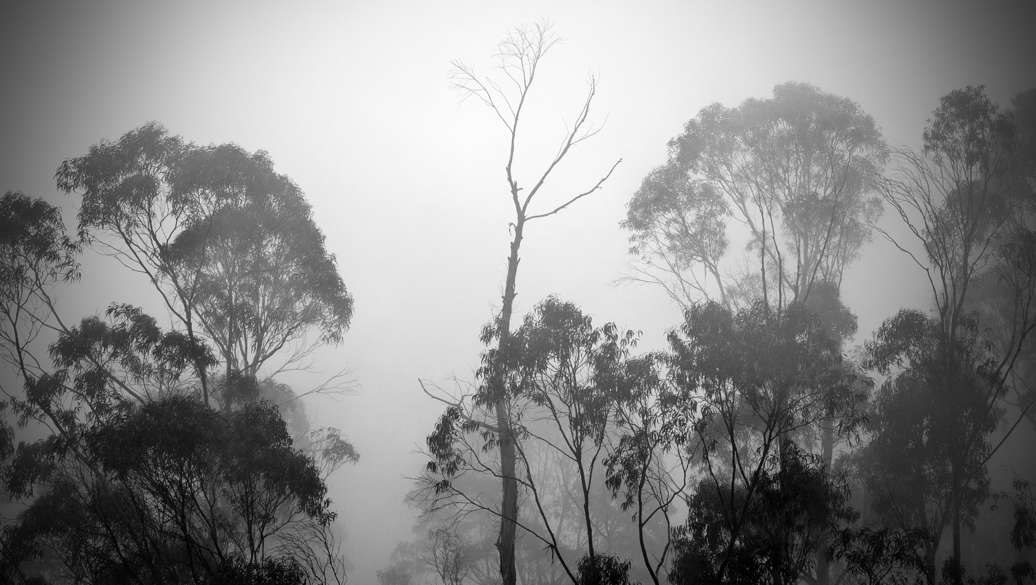 Misty Trees