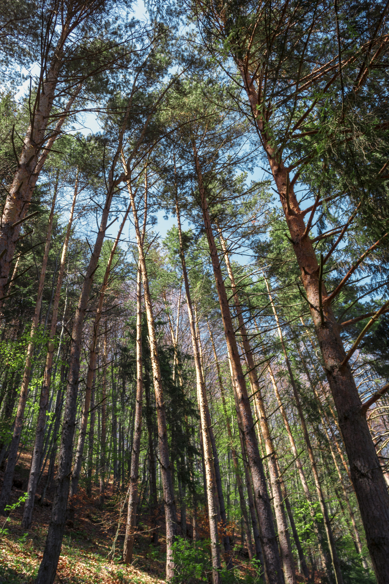 v2?sig=161e4e9ddb14c1feb8bd12b4b95cbccce827732b2e42e50a3cfa14cfc9b72d2e