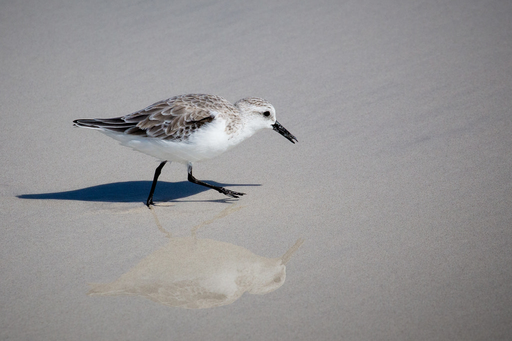 Walking on the beach by Juan Pablo Villaseca on 500px.com