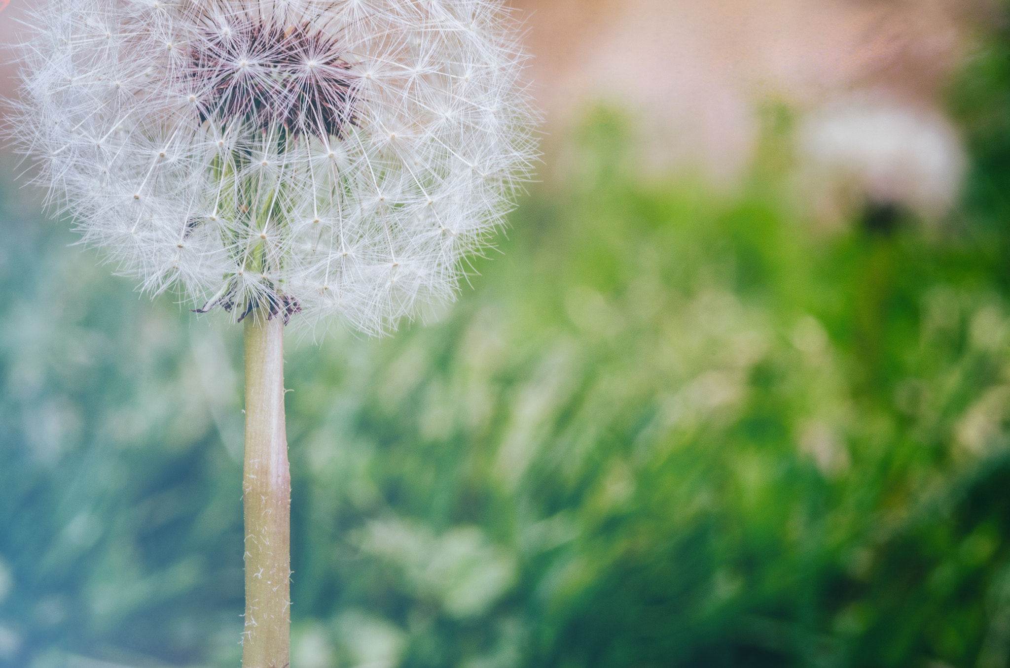 Make A Wish