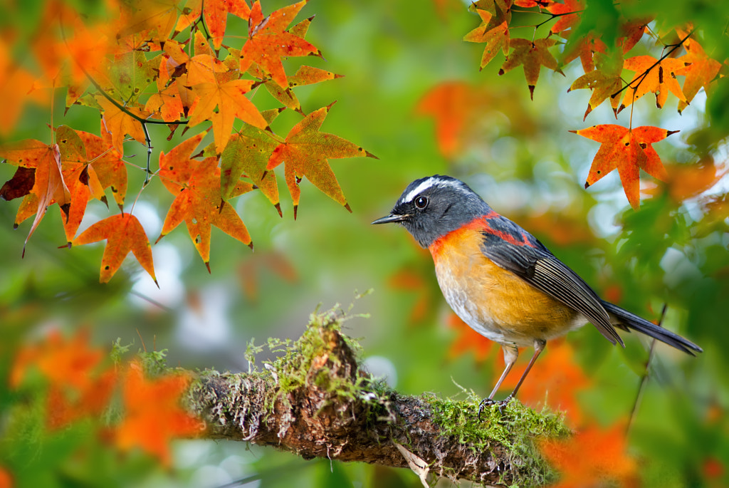 Collared Bush Robin by FuYi Chen on 500px.com