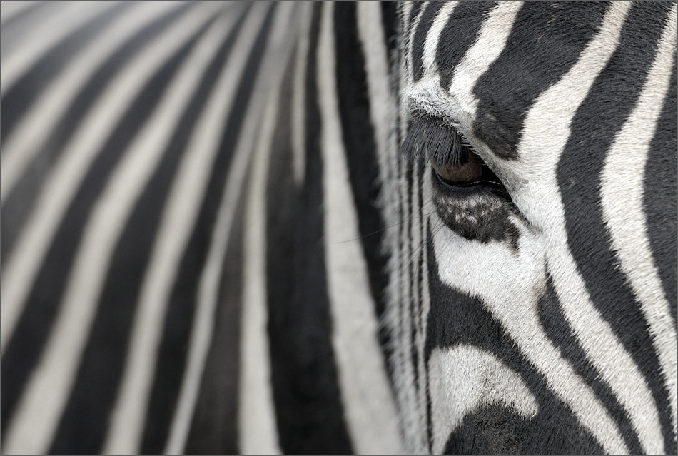 Zebra by Jochen Dietrich on 500px.com