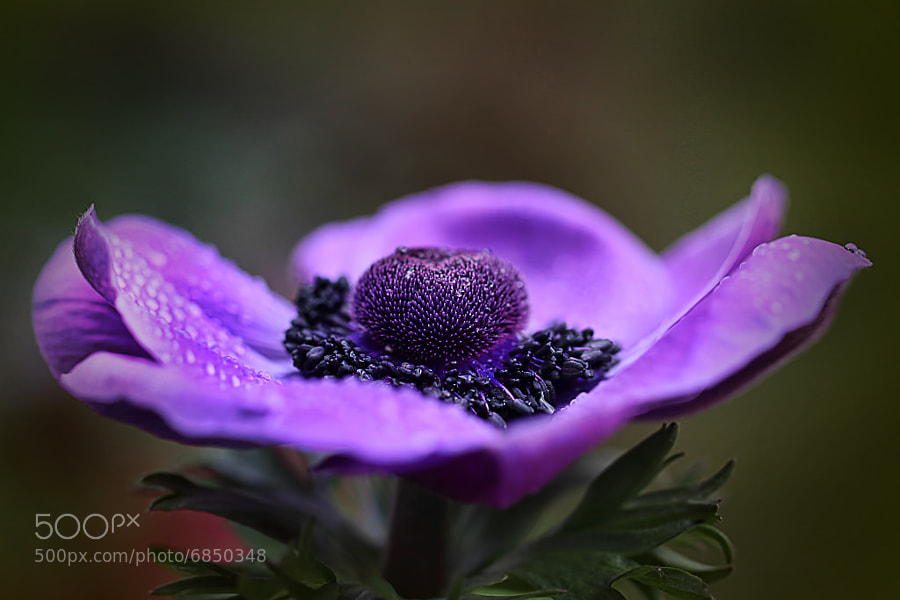 Photograph Purple Delight by Wim Bolsens on 500px