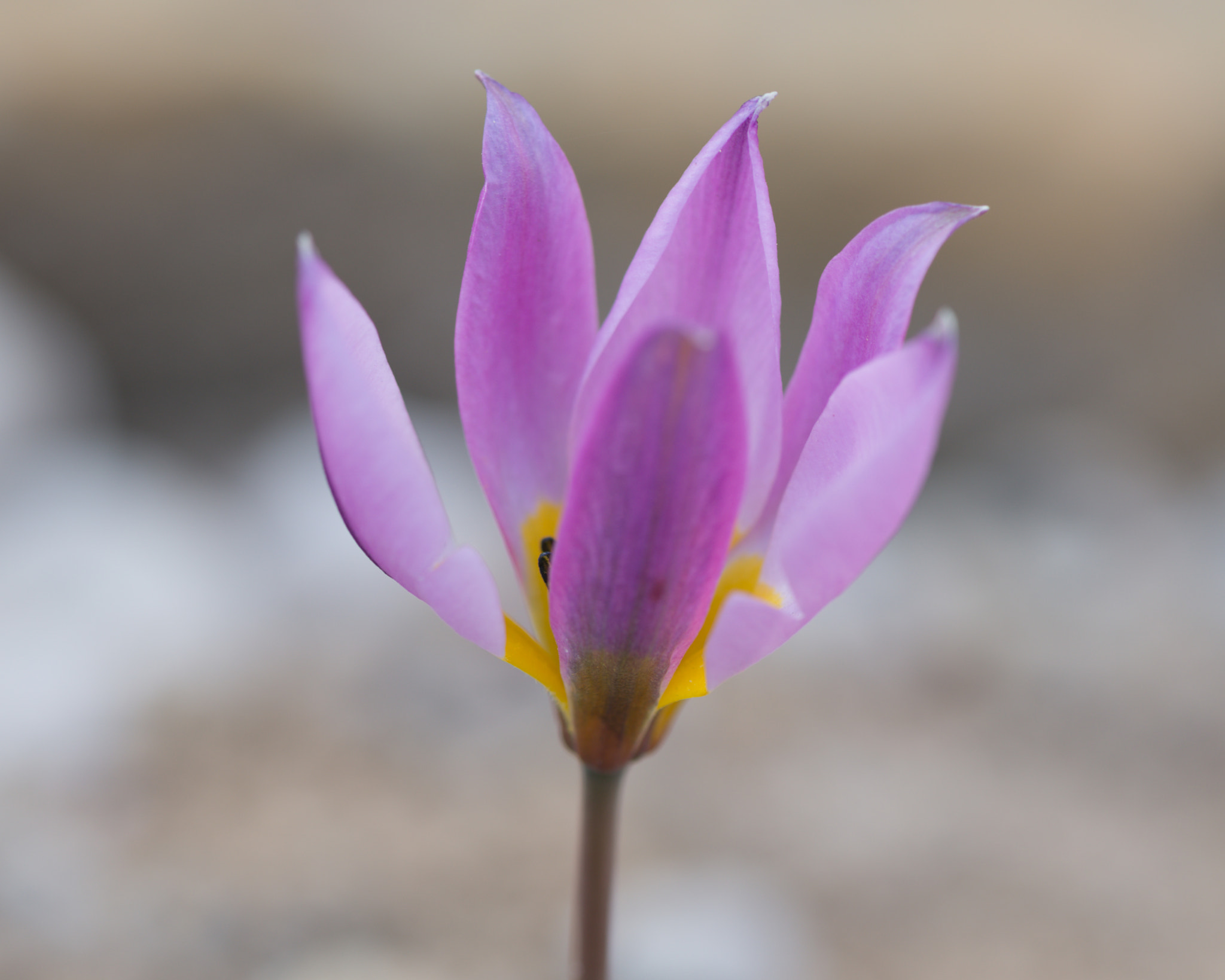 Tulipa humilis