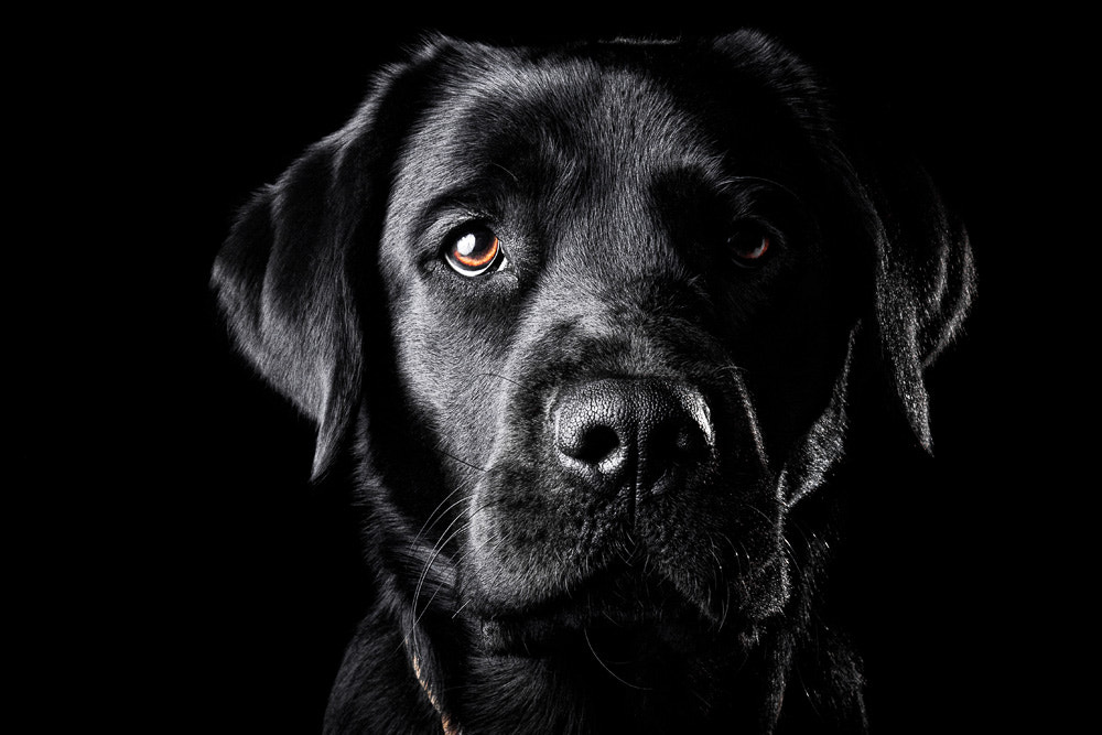 Black Lab, автор — Oszkár Dániel Gáti на 500px.com