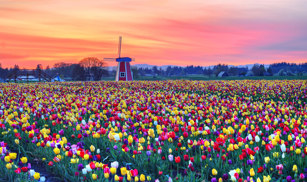 Wooden Shoe Tulip Farm at Sunset by David Wang on 500px.com
