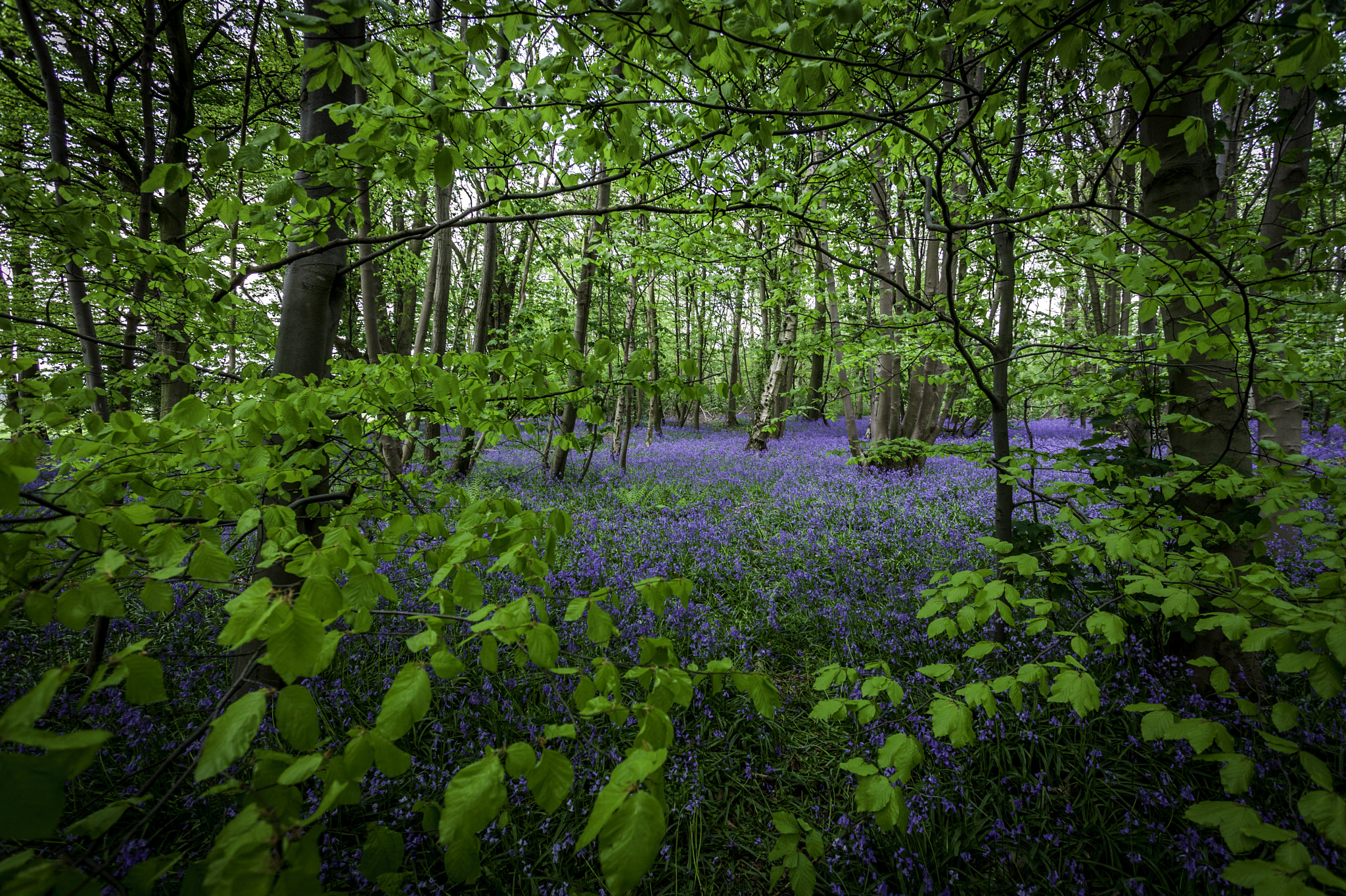 Bluebells by Mango Images on 500px.com