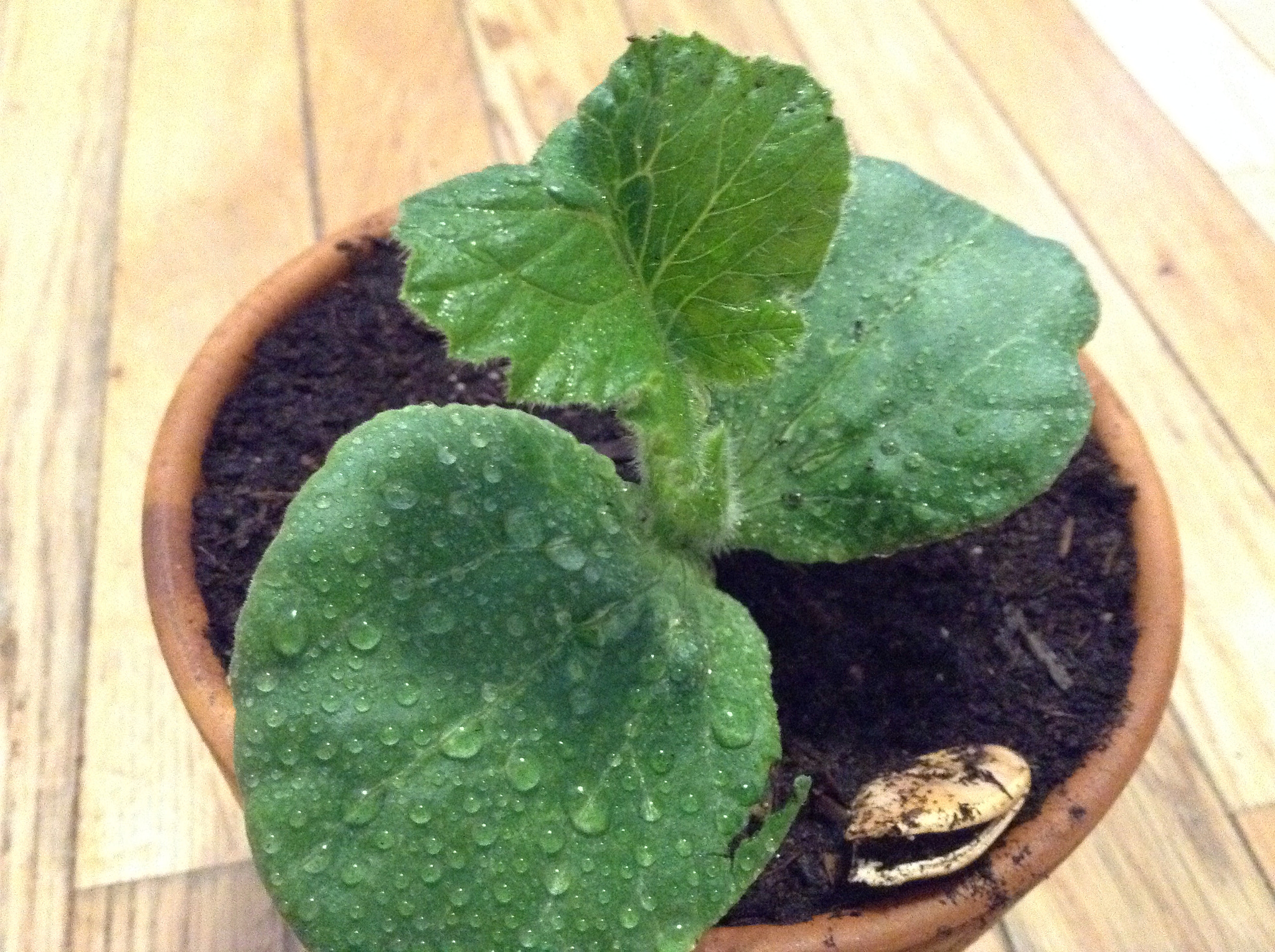 Pumpkin seed sprout
