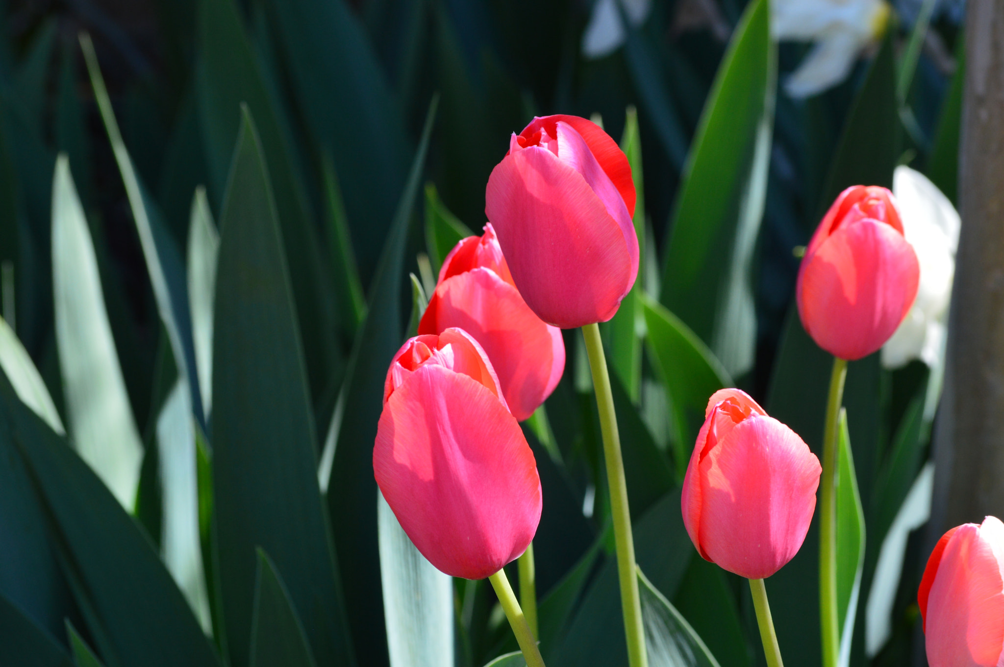 Tulips, Maritime Museum, St Michaels MD