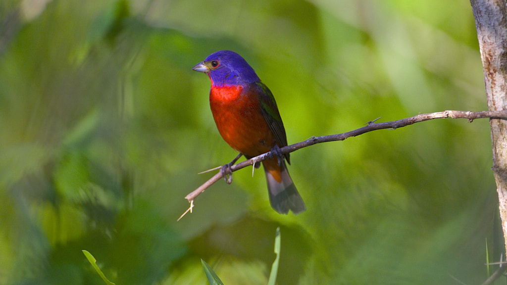 Painted Bunting - Birds of Georgia: Top 10 Most Common Birds Found in Georgia: A Guide for Birdwatchers