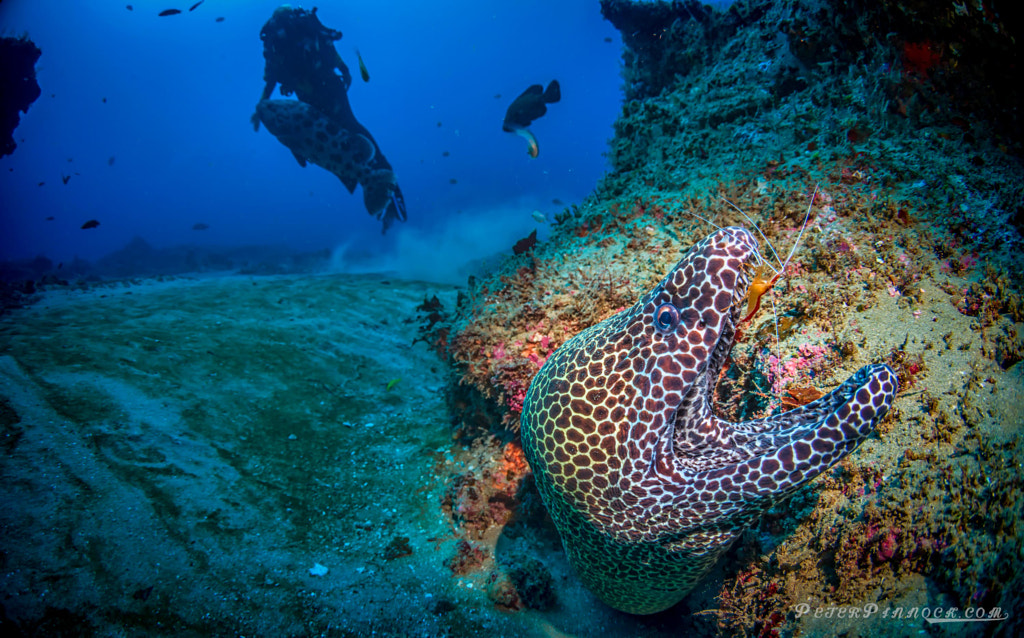 Symbiosys by Peter Pinnock on 500px.com