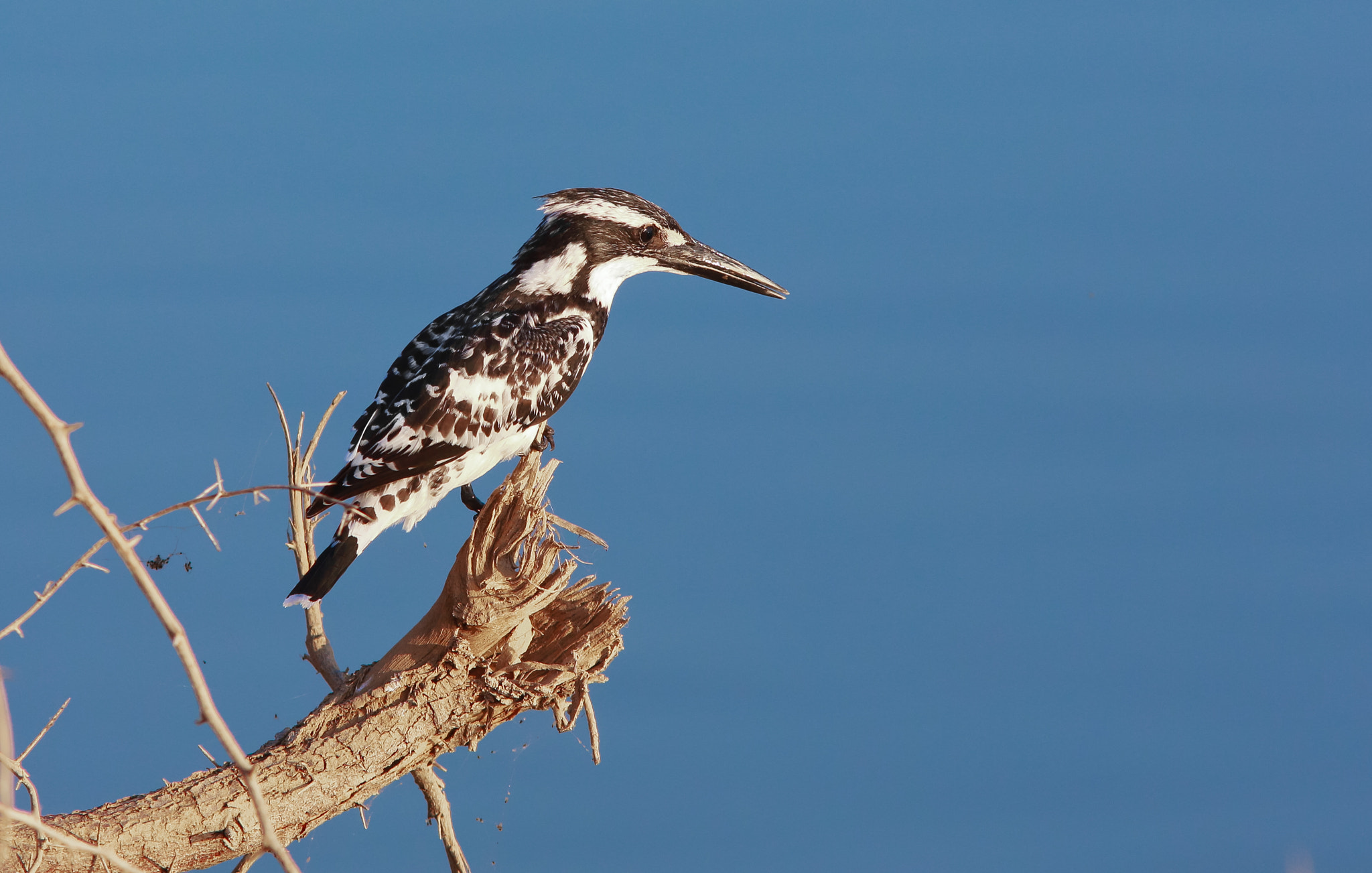 Pied kingfisher