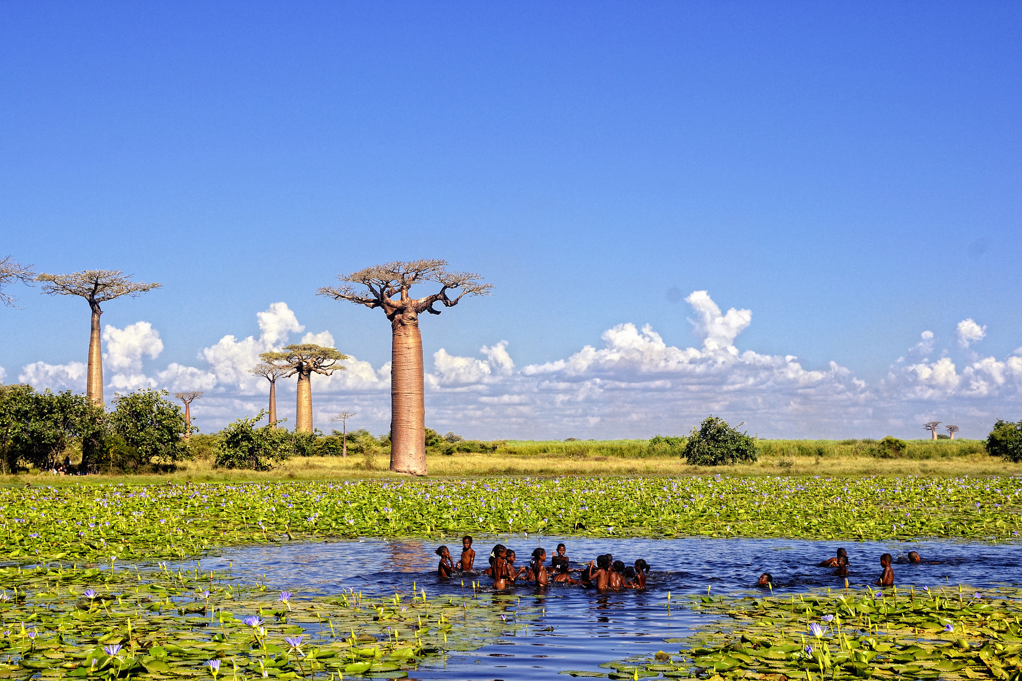 Baobab - Arbre de vie