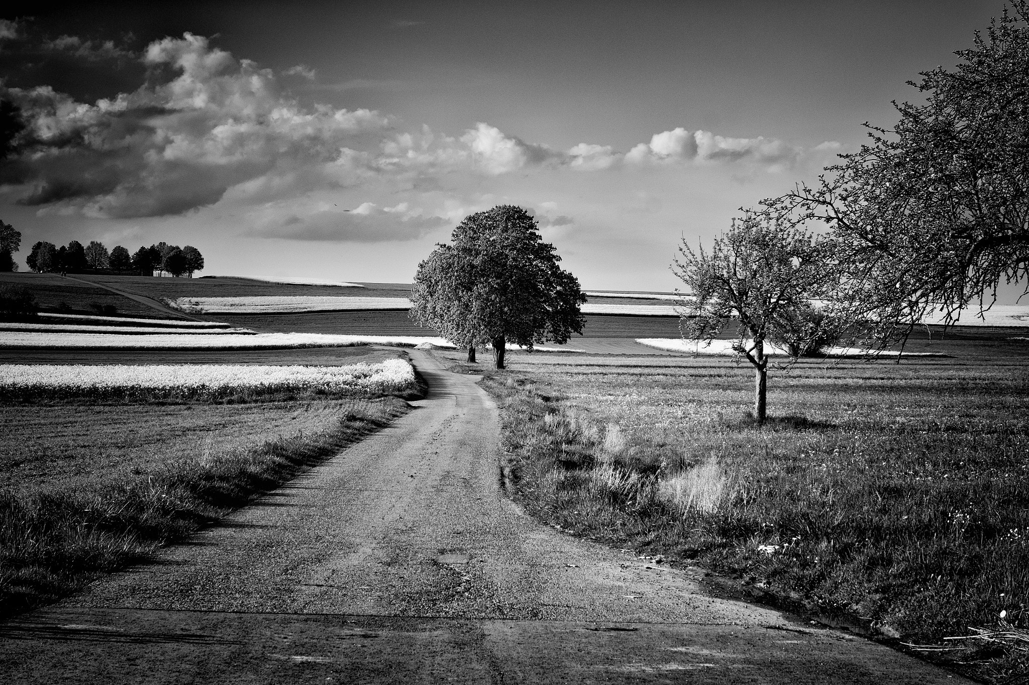 Landscape in Black and White