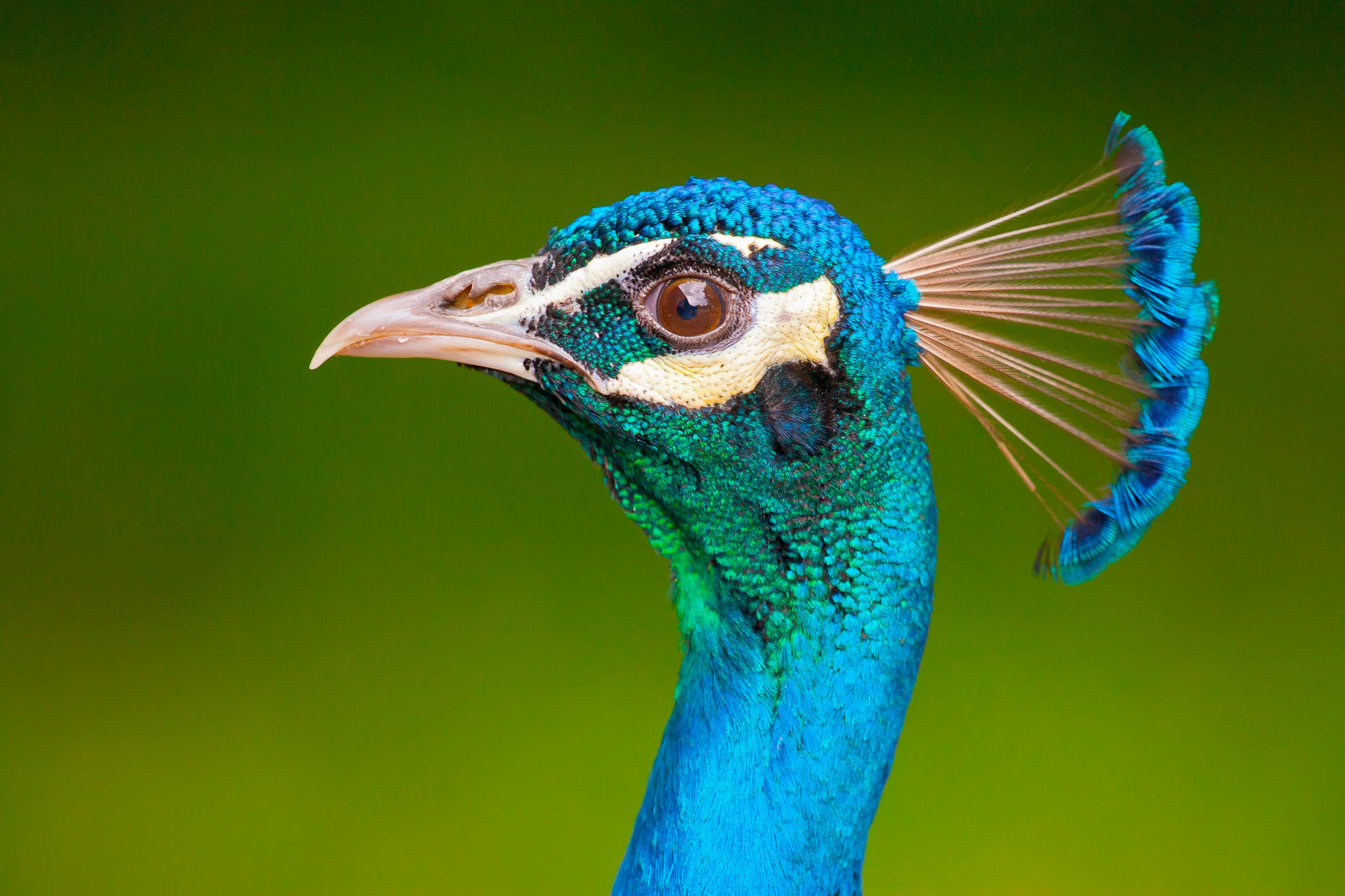 Peacock