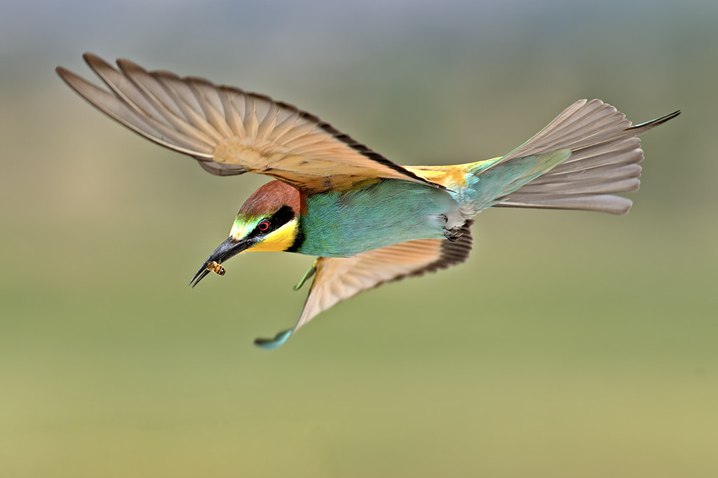 Bee Eaters. by David Daniel on 500px.com