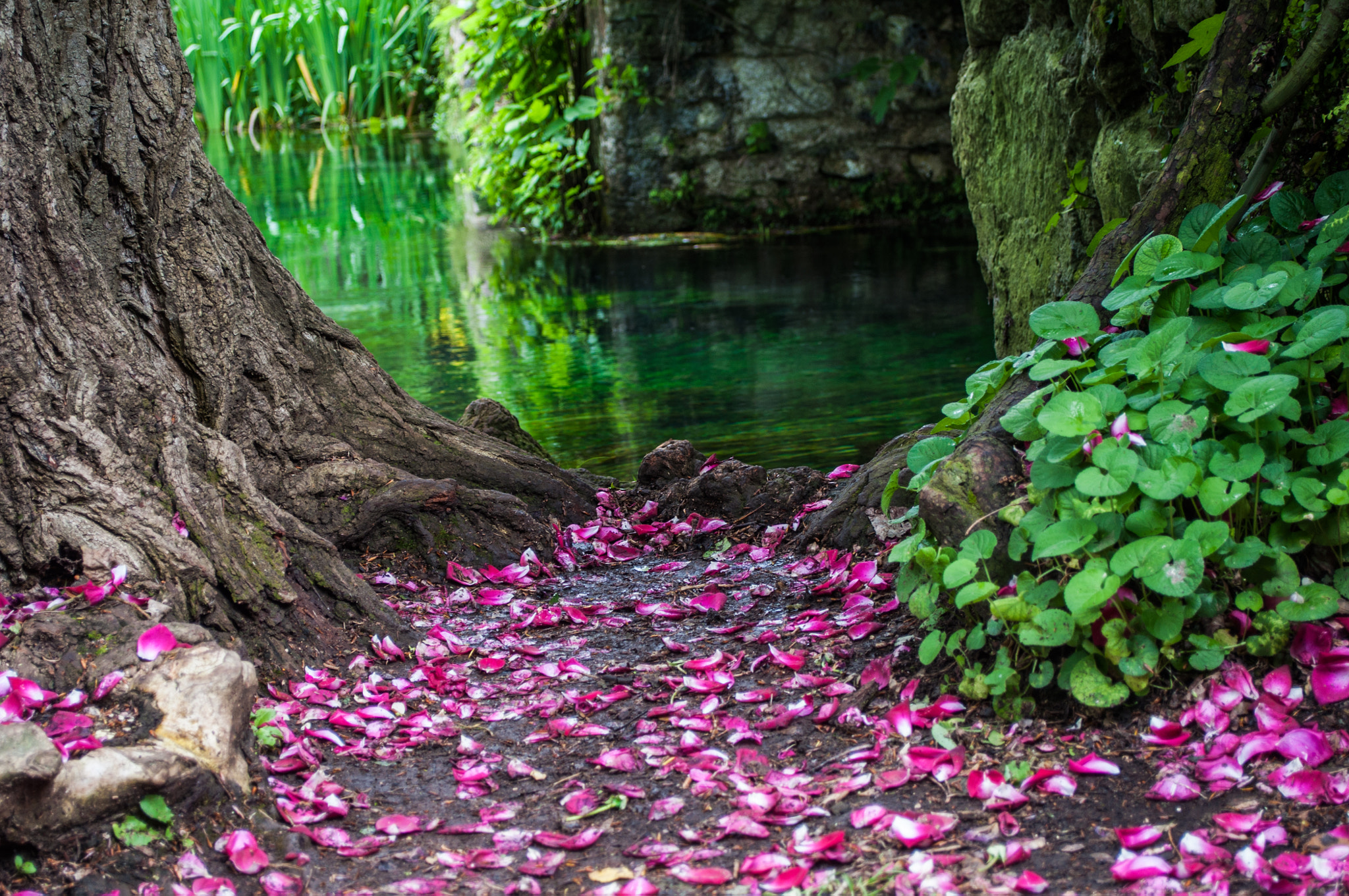 I giardini di Ninfa