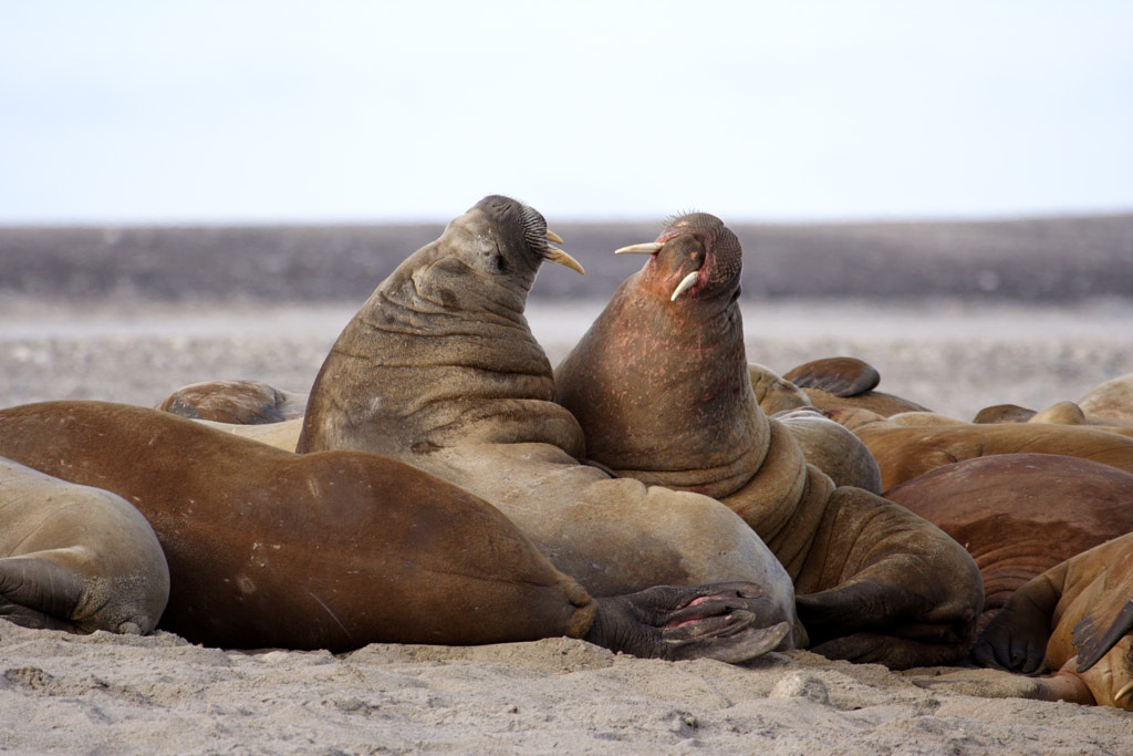 where do walruses live in the world: Sea lion Vs Walrus | What’s the Difference Between Sea lions and Walrus