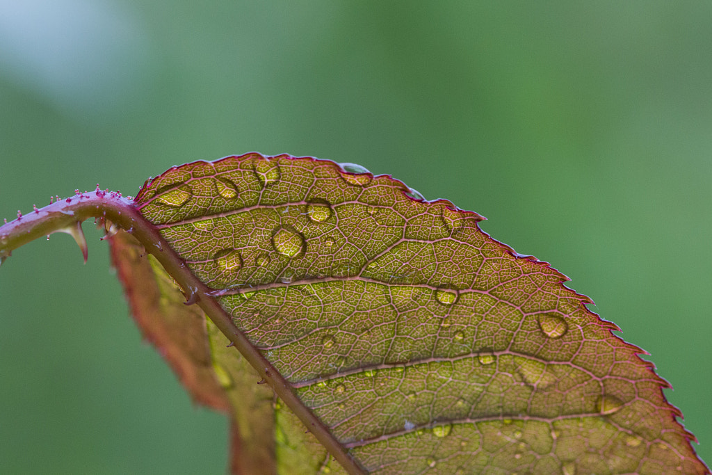 Rain by Jean-Christophe B. on 500px.com