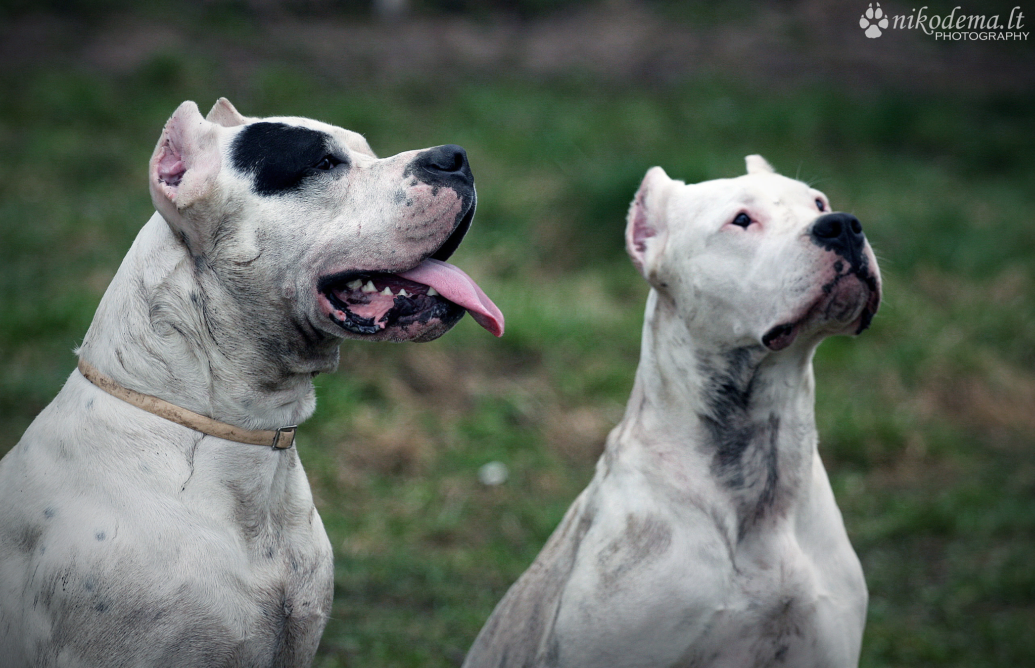 Dogo Argentino By Sandra (nikodema)   500px