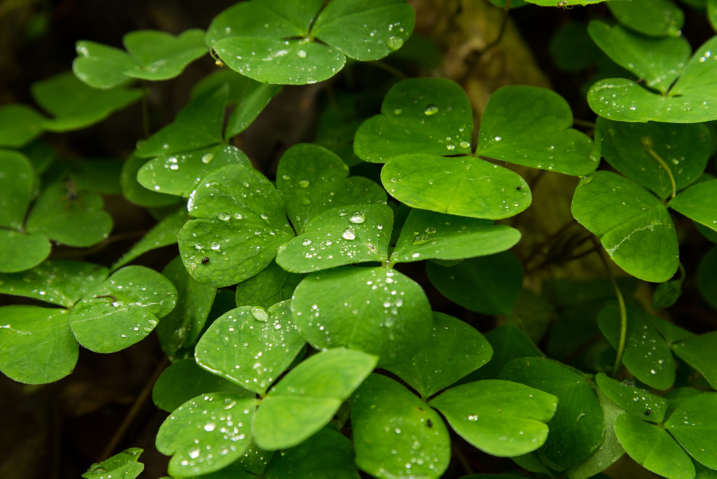 Oxalis acetosella by Johannes on 500px.com