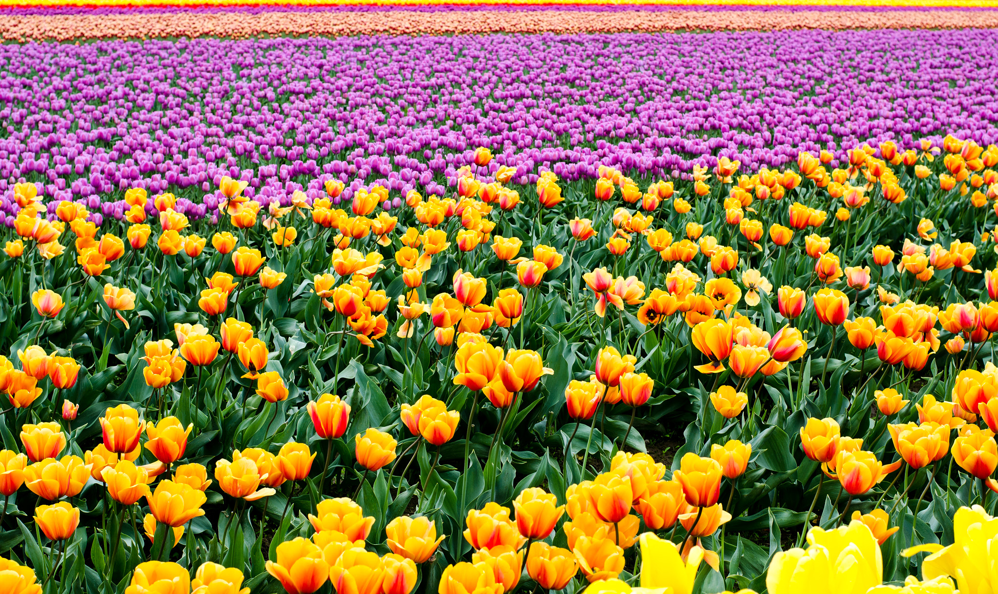 Smell the rainbow