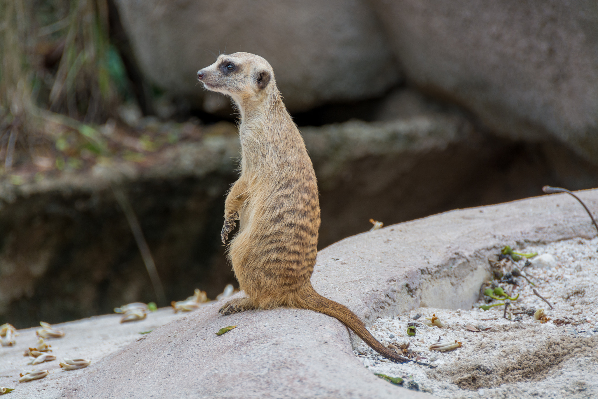 Meerkat Manor