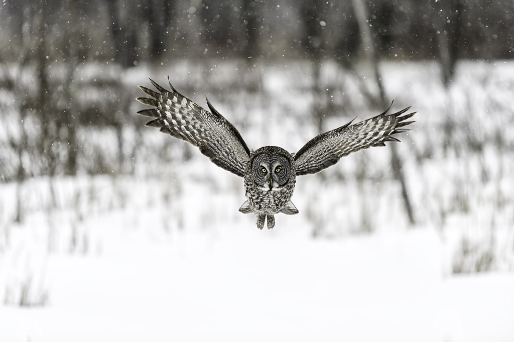 Angel wings... by Daniel Parent on 500px.com