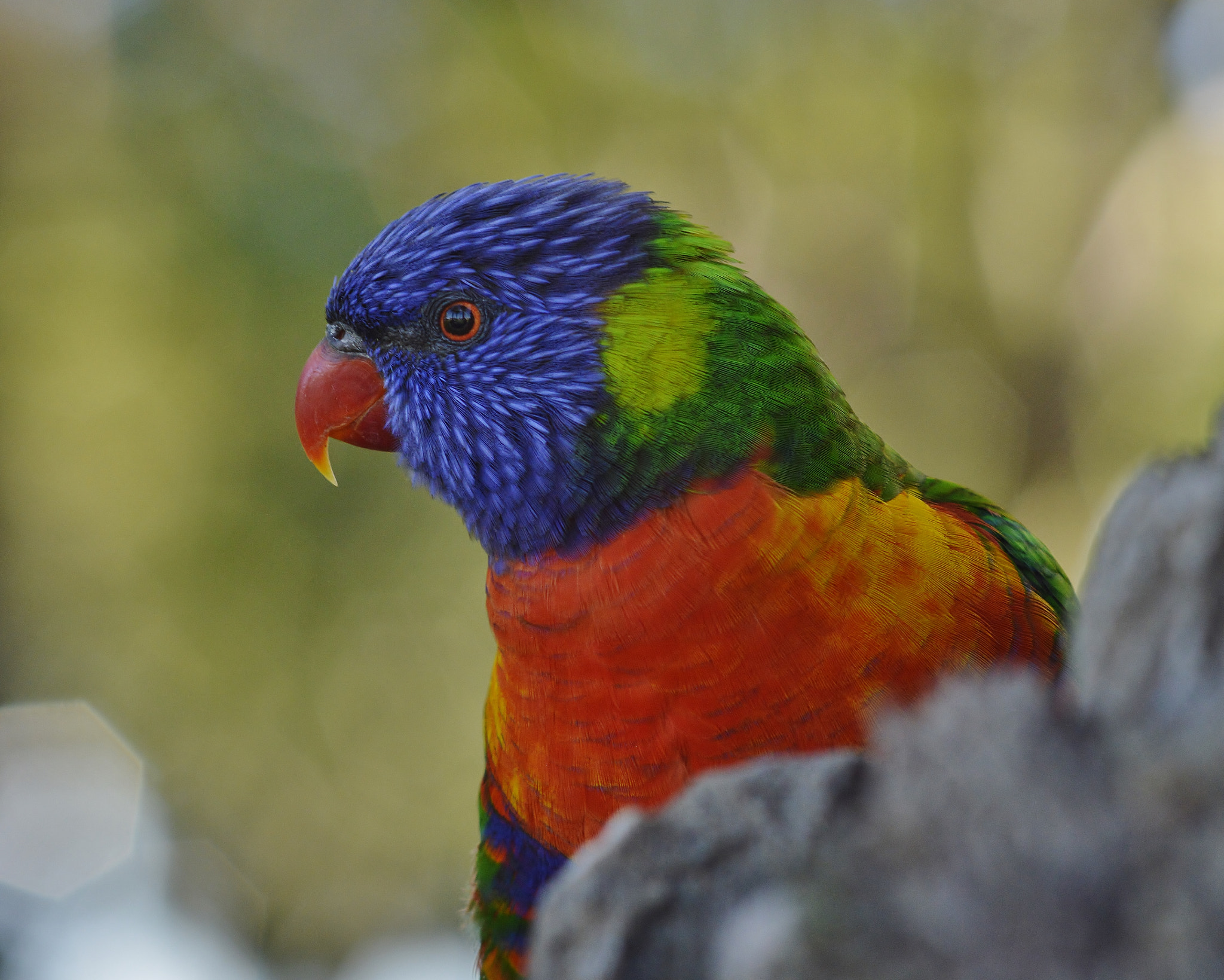 Lorikeet Close Up