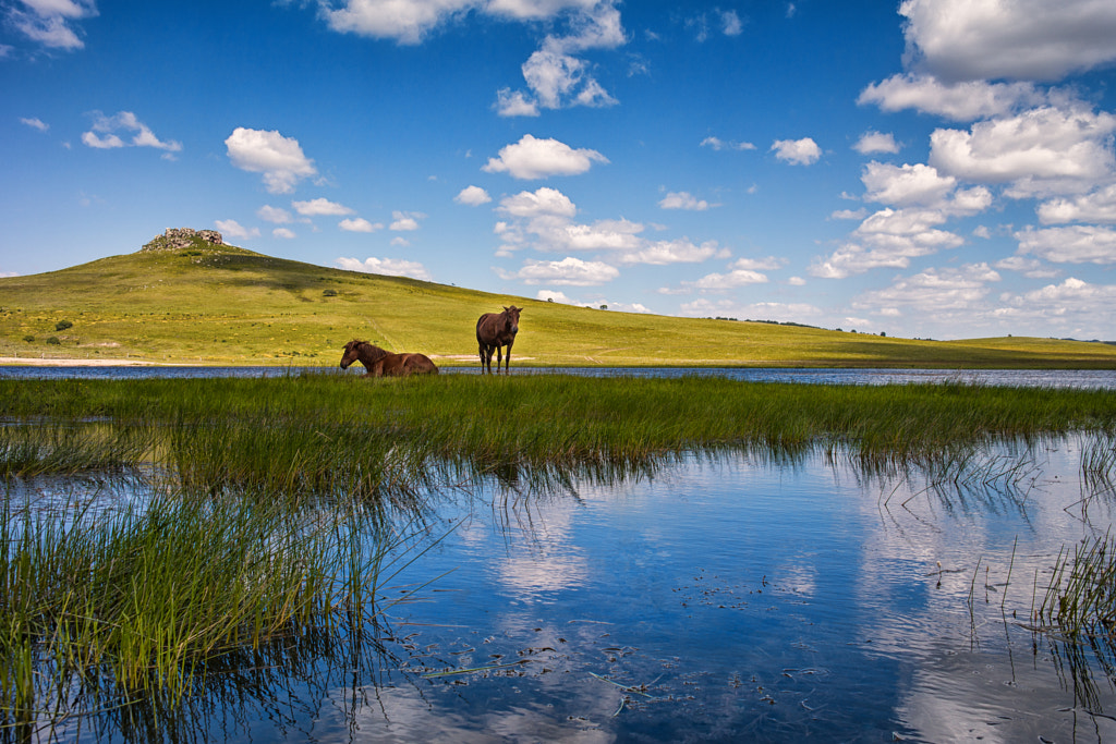 Grassland by qiao liang on 500px.com