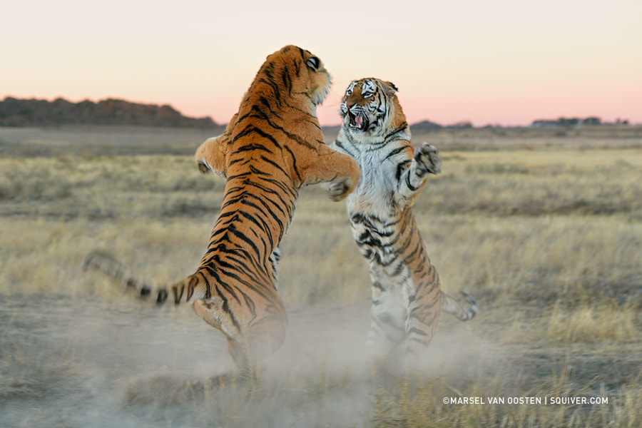 Territorial Dispute by Marsel van Oosten on 500px.com