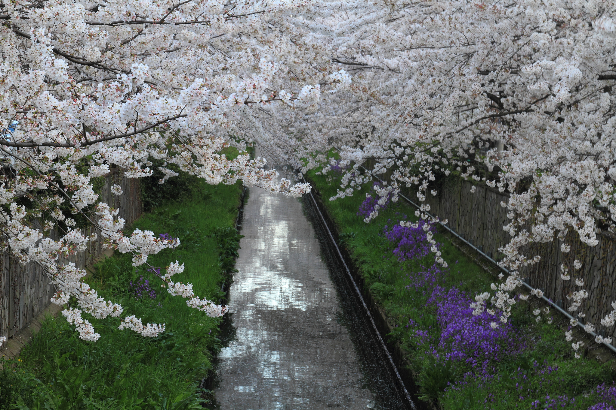 Tunnel of cherry blossoms