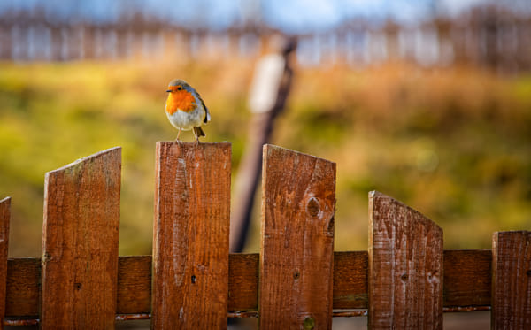 Highland Trail Bird by Joachim Lindenmann on 500px.com