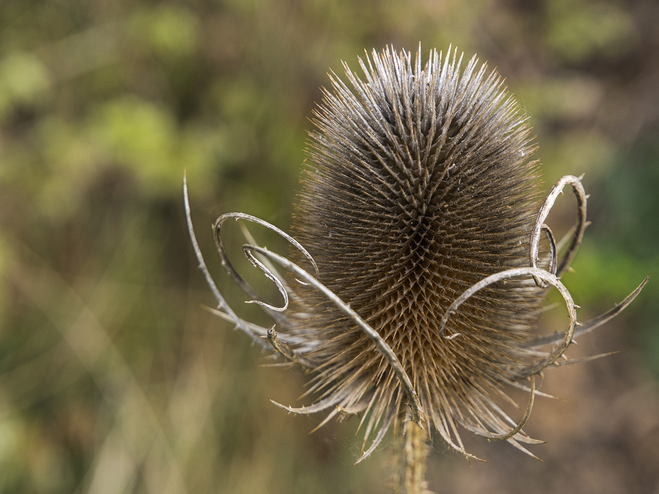 Olympus Zuiko Digital ED 12-60mm F2.8-4.0 SWD sample photo. Dipsacus fullonum photography