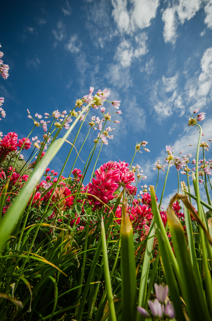 Giants flowers by Marco Izzo on 500px.com