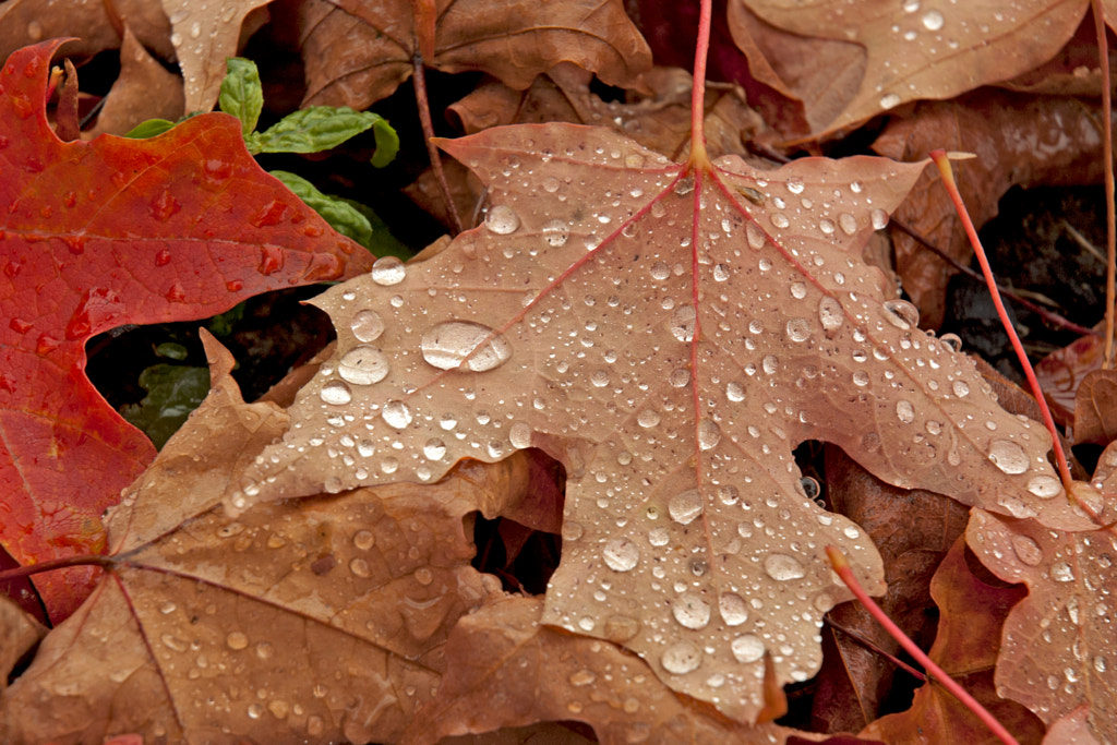 Fall color Renton by John Farrell on 500px.com