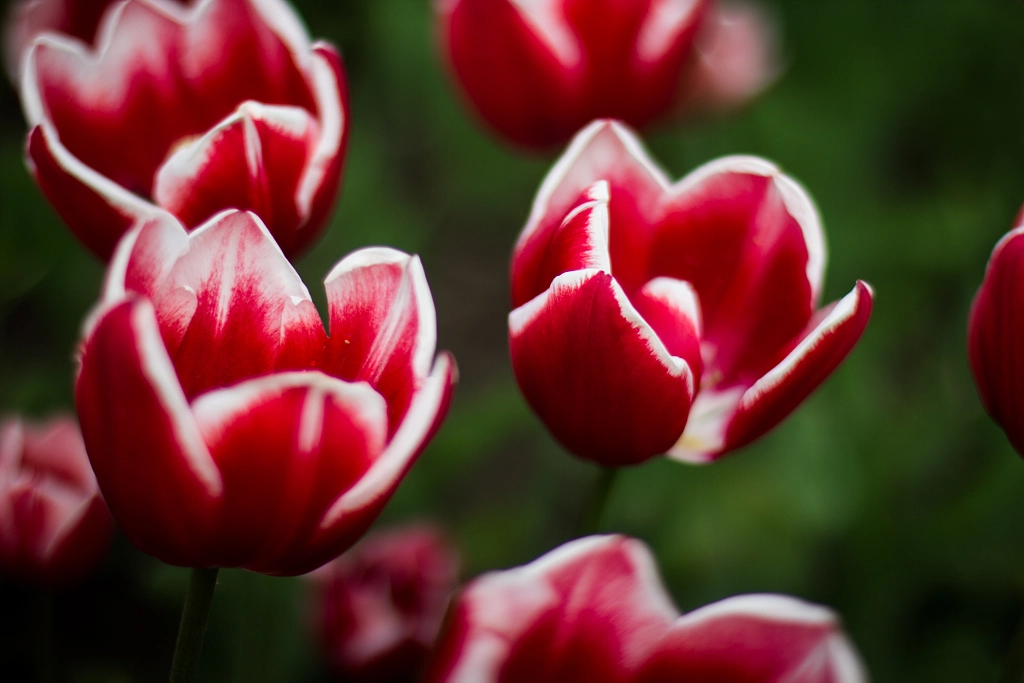 Danish Tulips de Alex Berger sur 500px.com