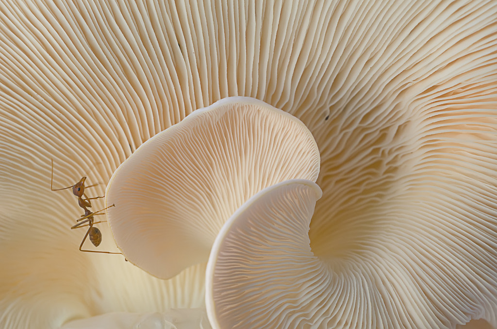Mushroom & Ant by Kin Wah Joseph Wong on 500px.com