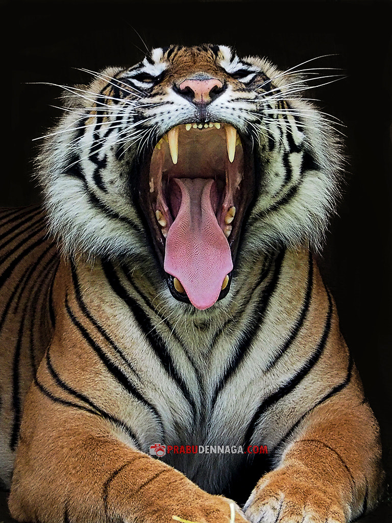 Tiger photography -Tiger singing by Prabu dennaga on 500px.com