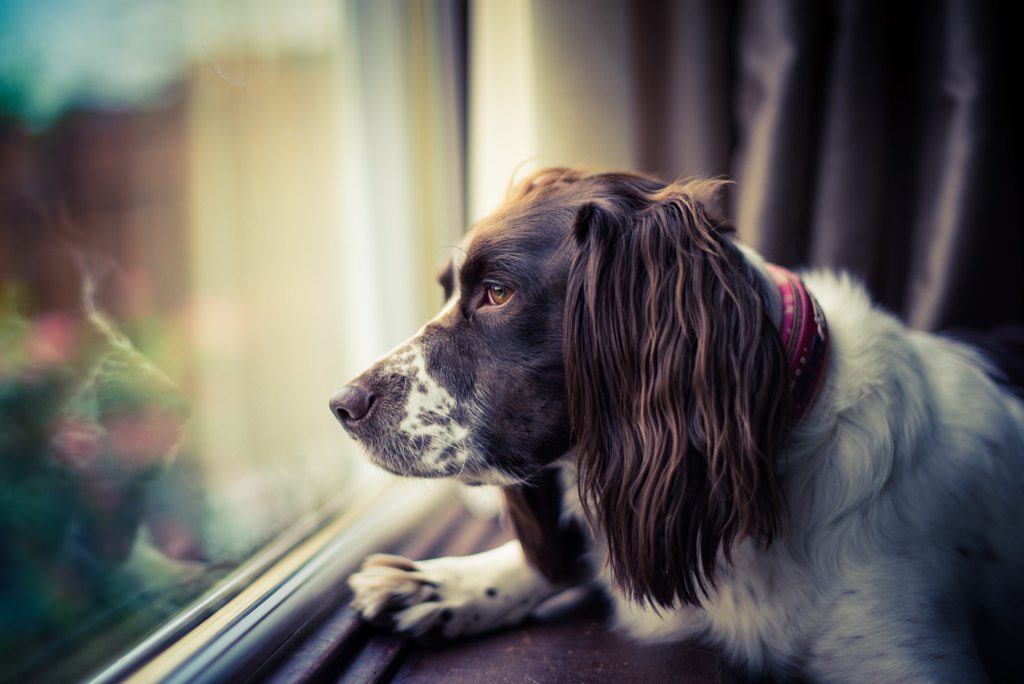 Maggie by Peter Sawers on 500px.com