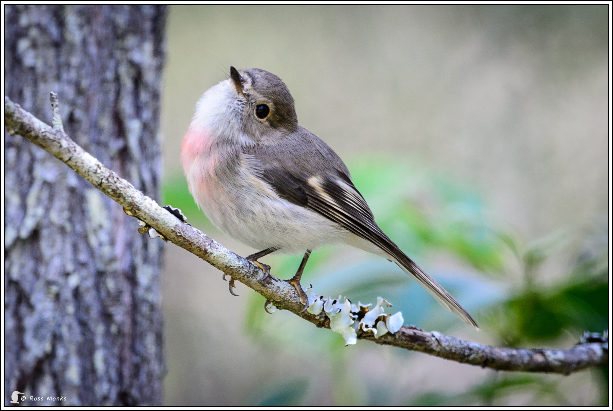 Nikon D4 + Nikon AF-S Nikkor 600mm F4G ED VR sample photo. Rose robin photography