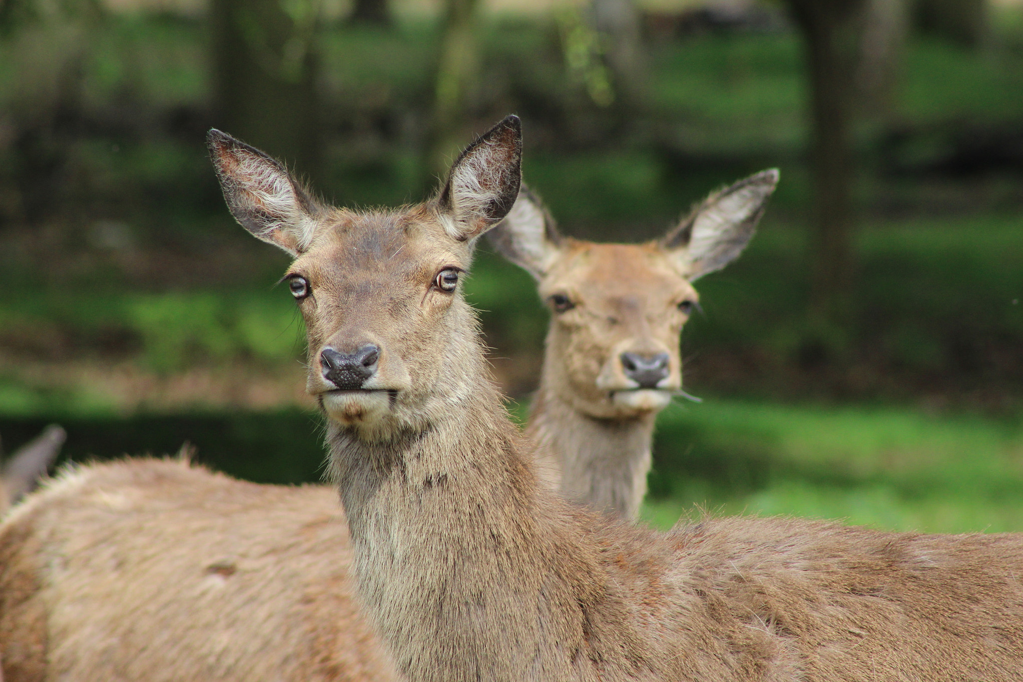 Richmond Park deer