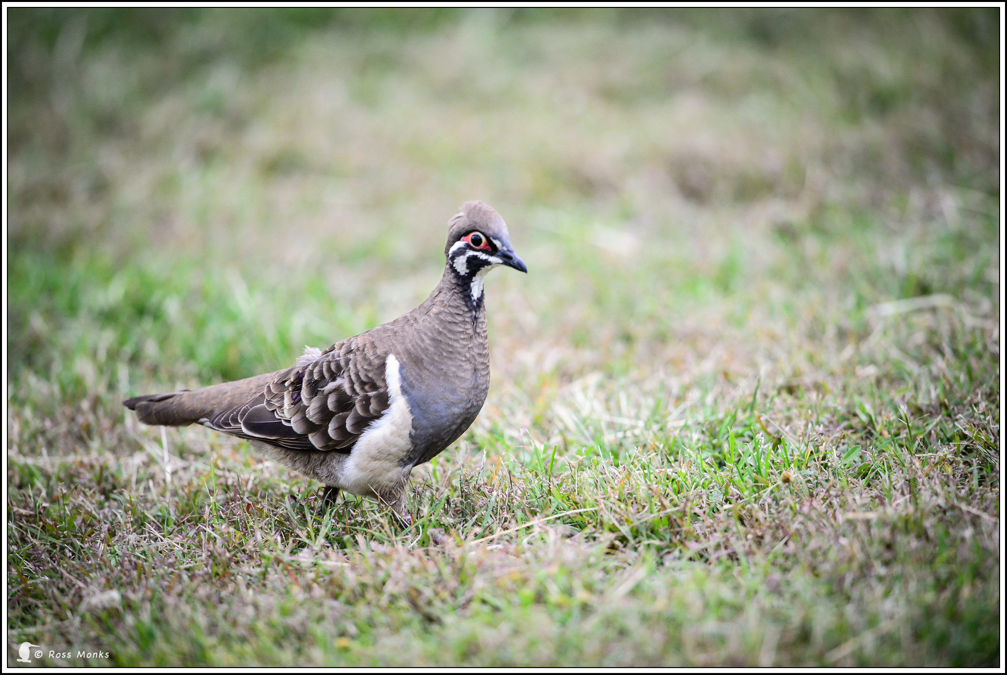 Nikon D4 sample photo. Squatter pigeon photography